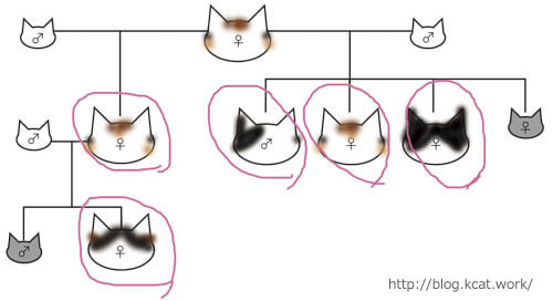 猫家系図1995年