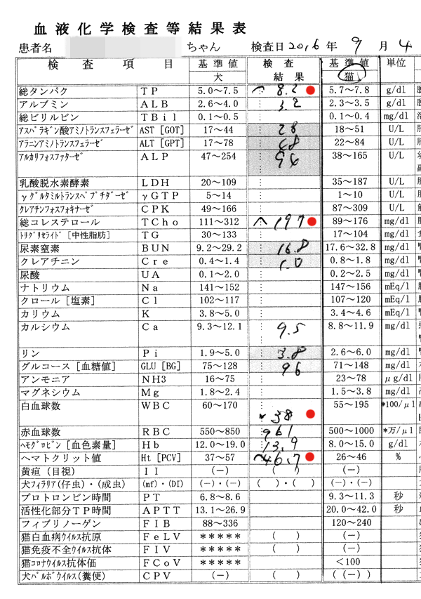 チョビの血液検査結果 2016/9/4