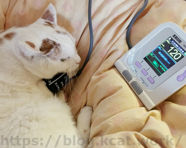 ペット用血圧計ERDE（エルデ）で猫の血圧計測中