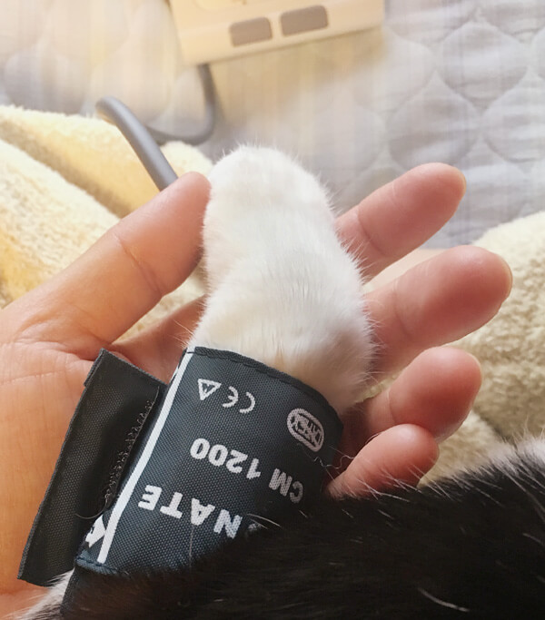 ペット用血圧計ERDE（エルデ）を猫の前脚に巻く